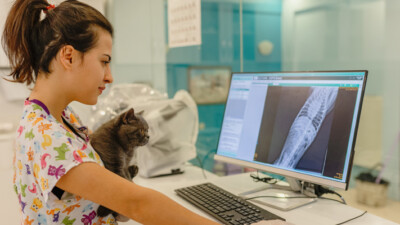 A veterinarian holding a cat and looking at x-rays on a computer.