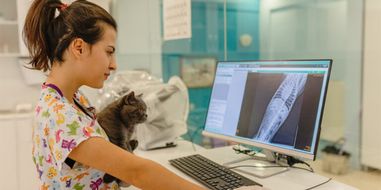 A veterinarian holding a cat and looking at x-rays on a computer.