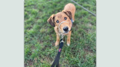 WissFiss, a service dog in training.