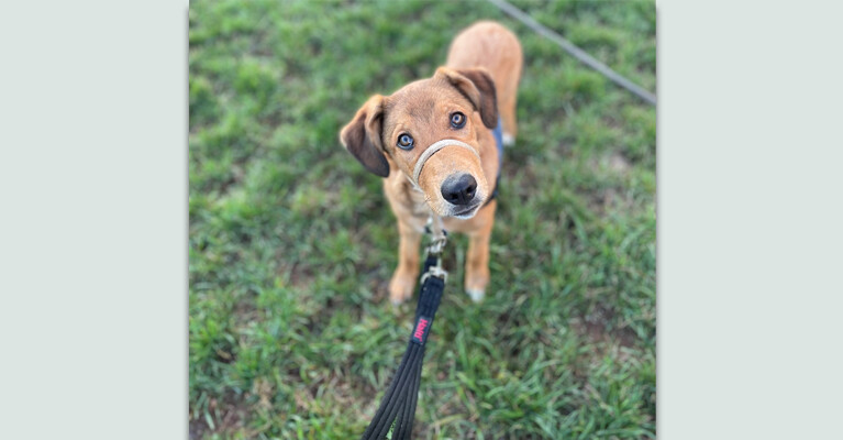 WissFiss, a service dog in training.