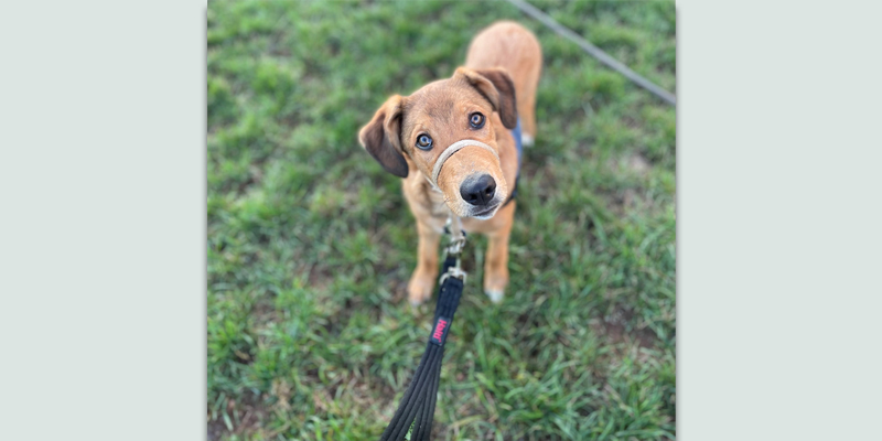 Meet WissFiss, a Service Dog in Training at Canine Partners for Life