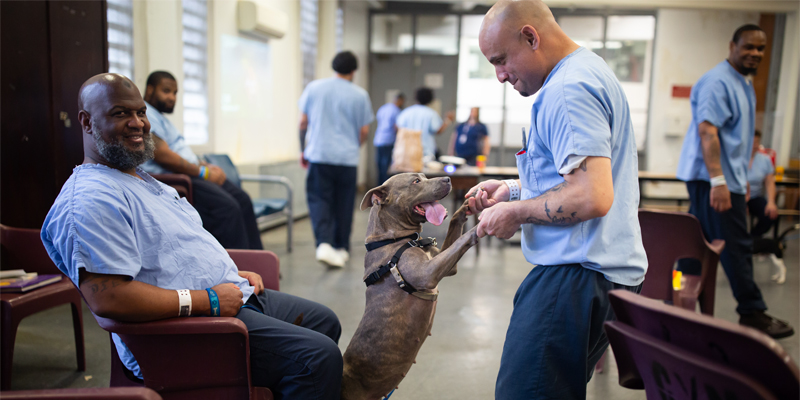 New Leash on Life USA rescues at-risk dogs and works with justice-involved individuals to create second chances.