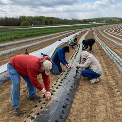 people planting crops